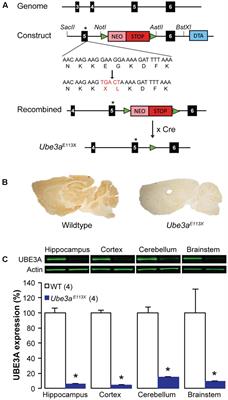 Enhanced Transmission at the Calyx of Held Synapse in a Mouse Model for Angelman Syndrome